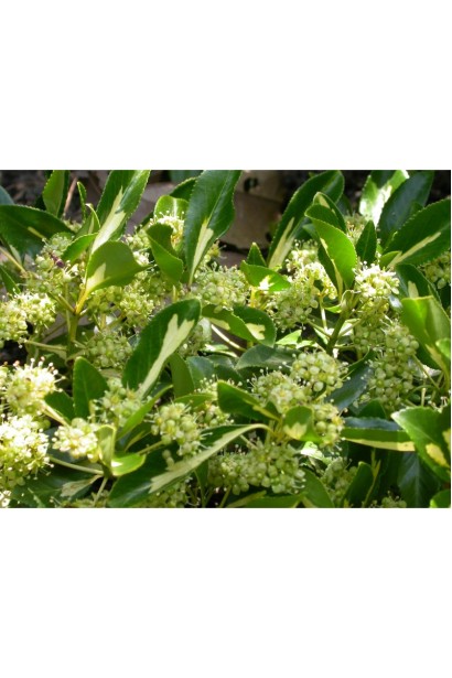 Бруслина Блонді на штамбі квіти